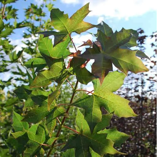 Acer truncatum x Acer platanoides Keith’s Form (Norwegian Sunset®)