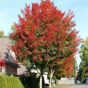 Acer truncatum x Acer platanoides Keith’s Form (Norwegian Sunset®)