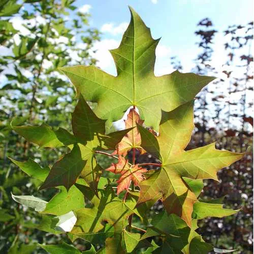 Acer truncatum x Acer platanoides Keith’s Form (Norwegian Sunset®)