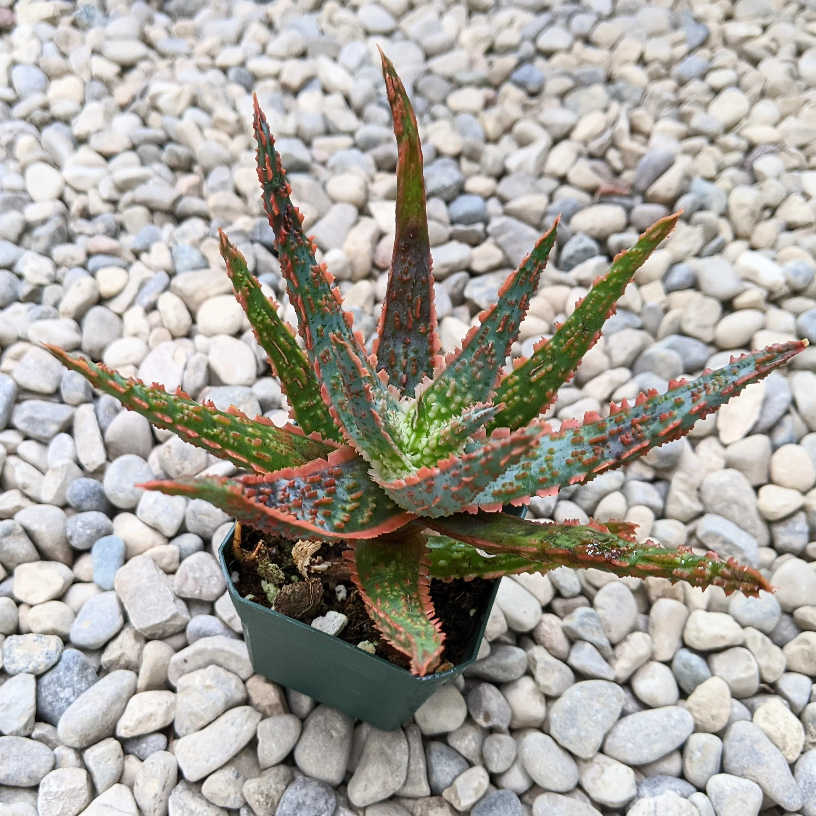 Aloe Hybrid 'Piranha'