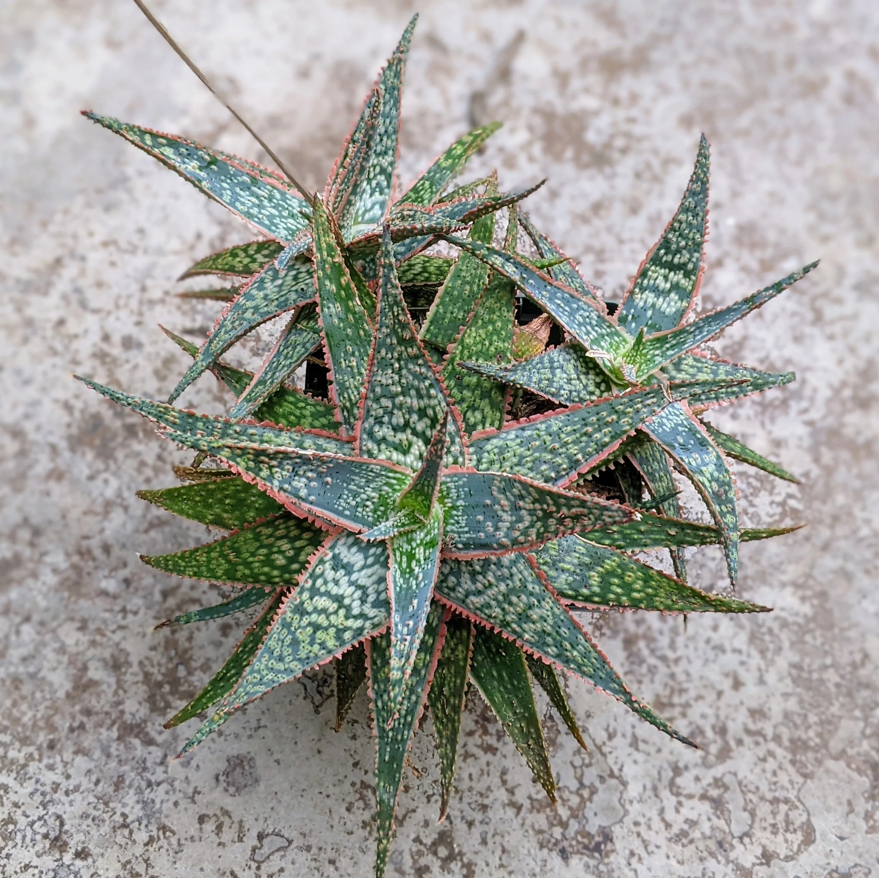 Aloe Hybrid 'Piranha'