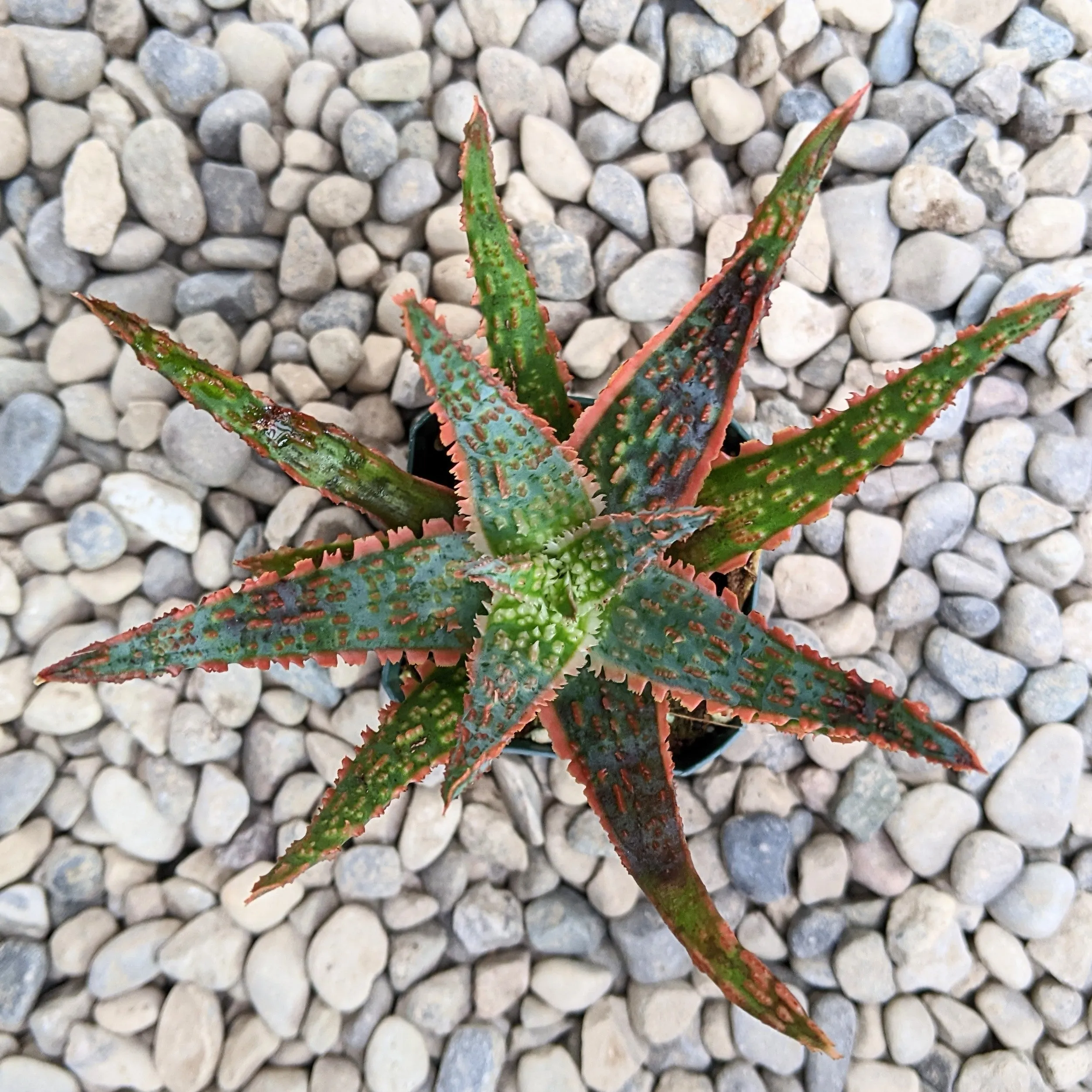 Aloe Hybrid 'Piranha'