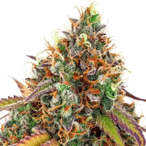 Anesia Seeds - Cherry Kiss