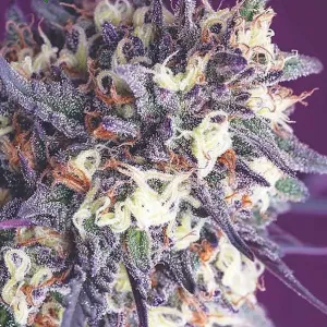 Anesia Seeds - Super Glue