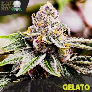 Black Skull Seeds - Gelato