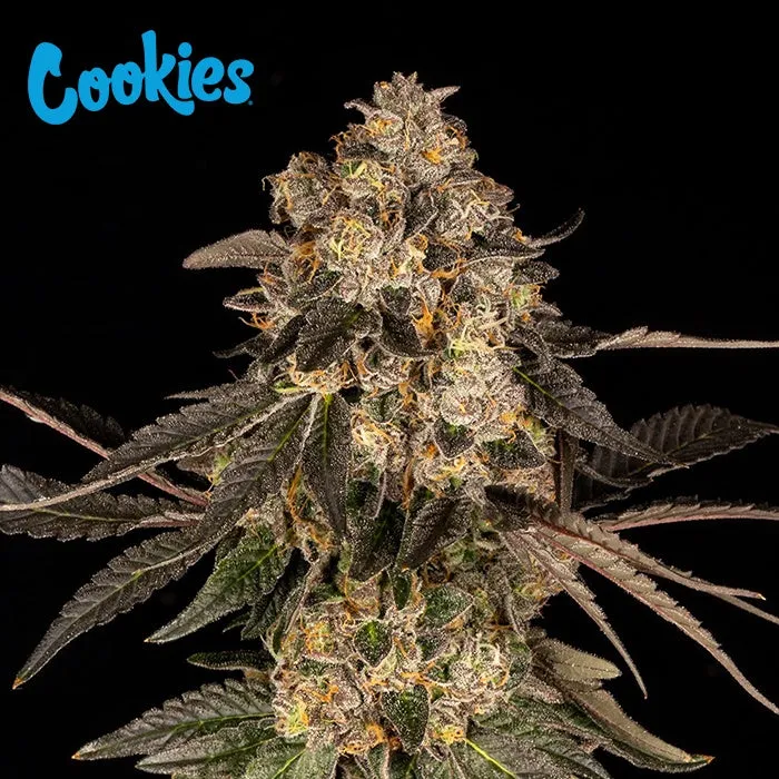 Cookies Seed Bank - Cherry Fritter