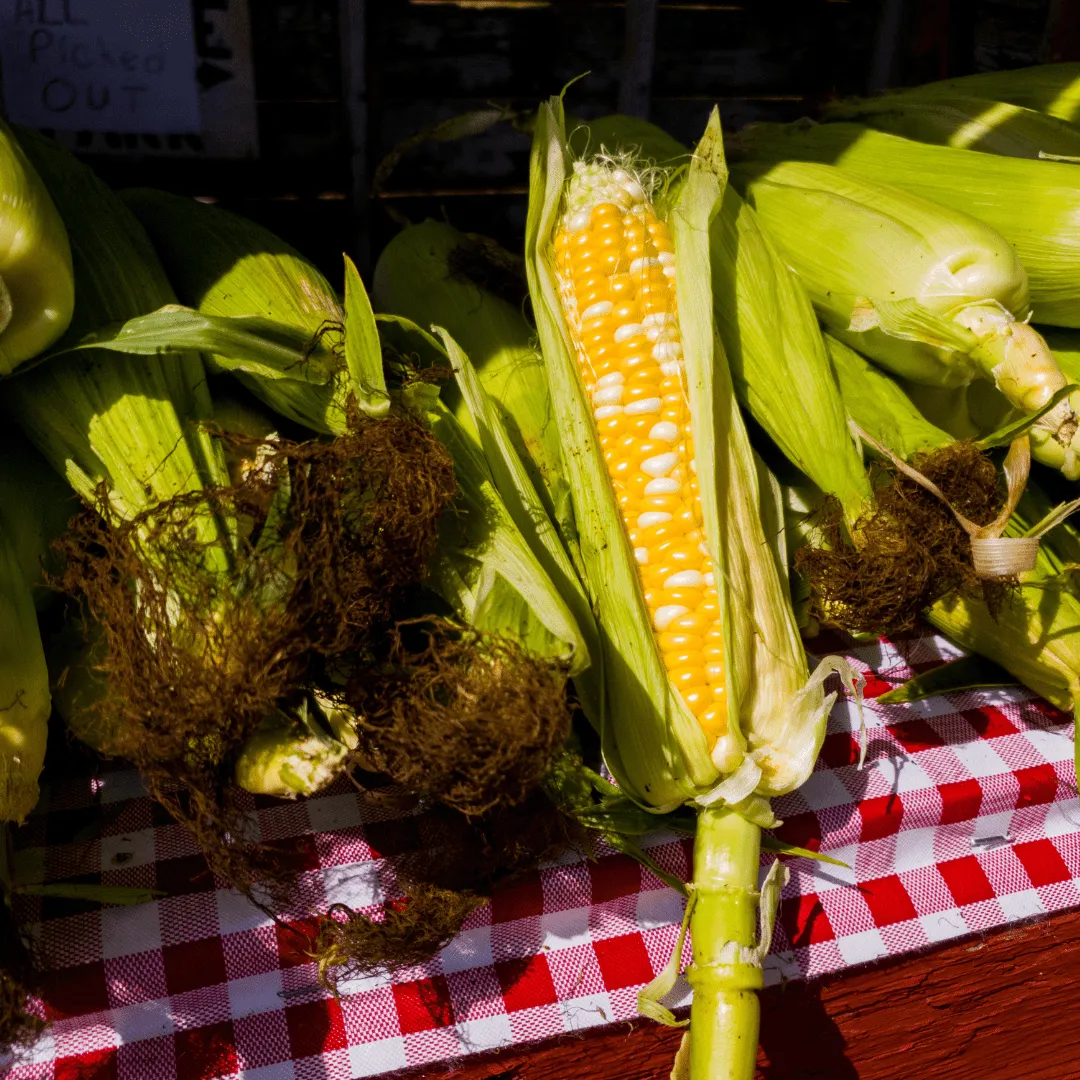 Corn Peaches and Cream Early Seeds | West Coast Seeds