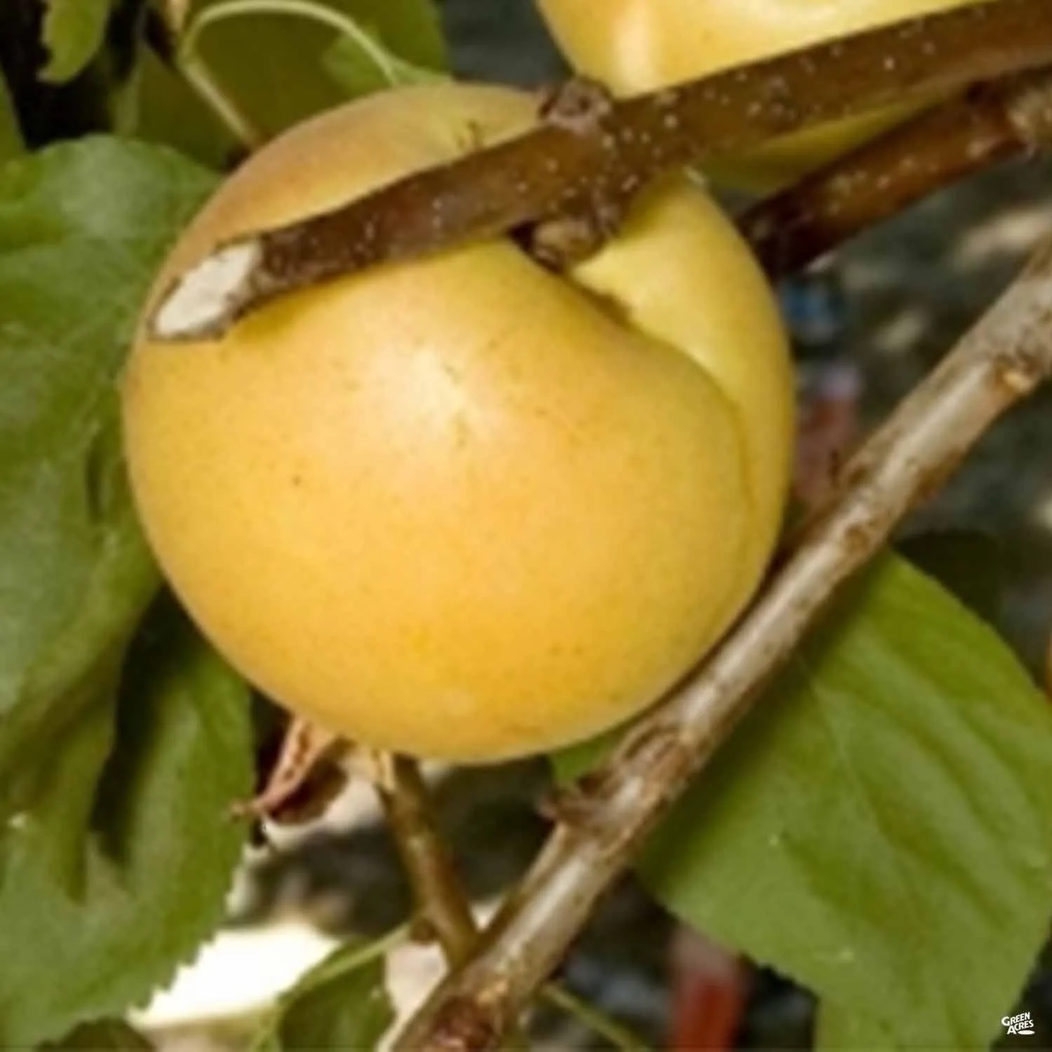 Cot-N-Candy White Aprium&#174; Interspecific Apricot