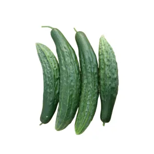 Cucumbers Green Dragon Seeds | West Coast Seeds