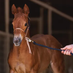 Foal HYBRID Halter