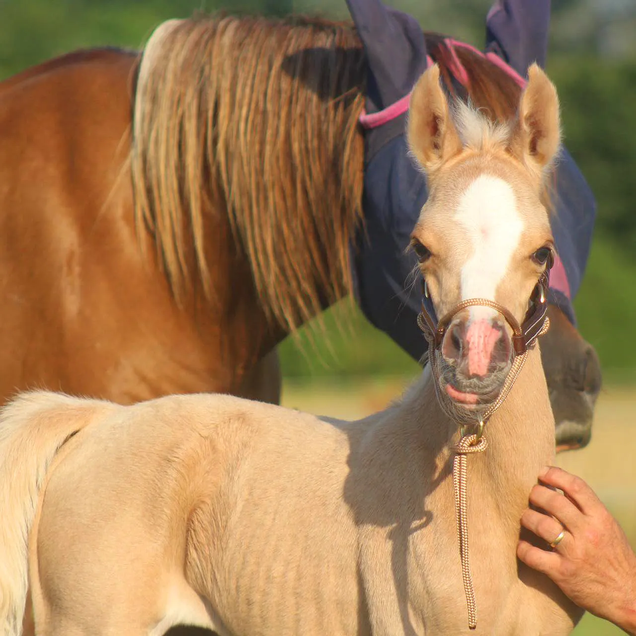 Foal HYBRID Halter