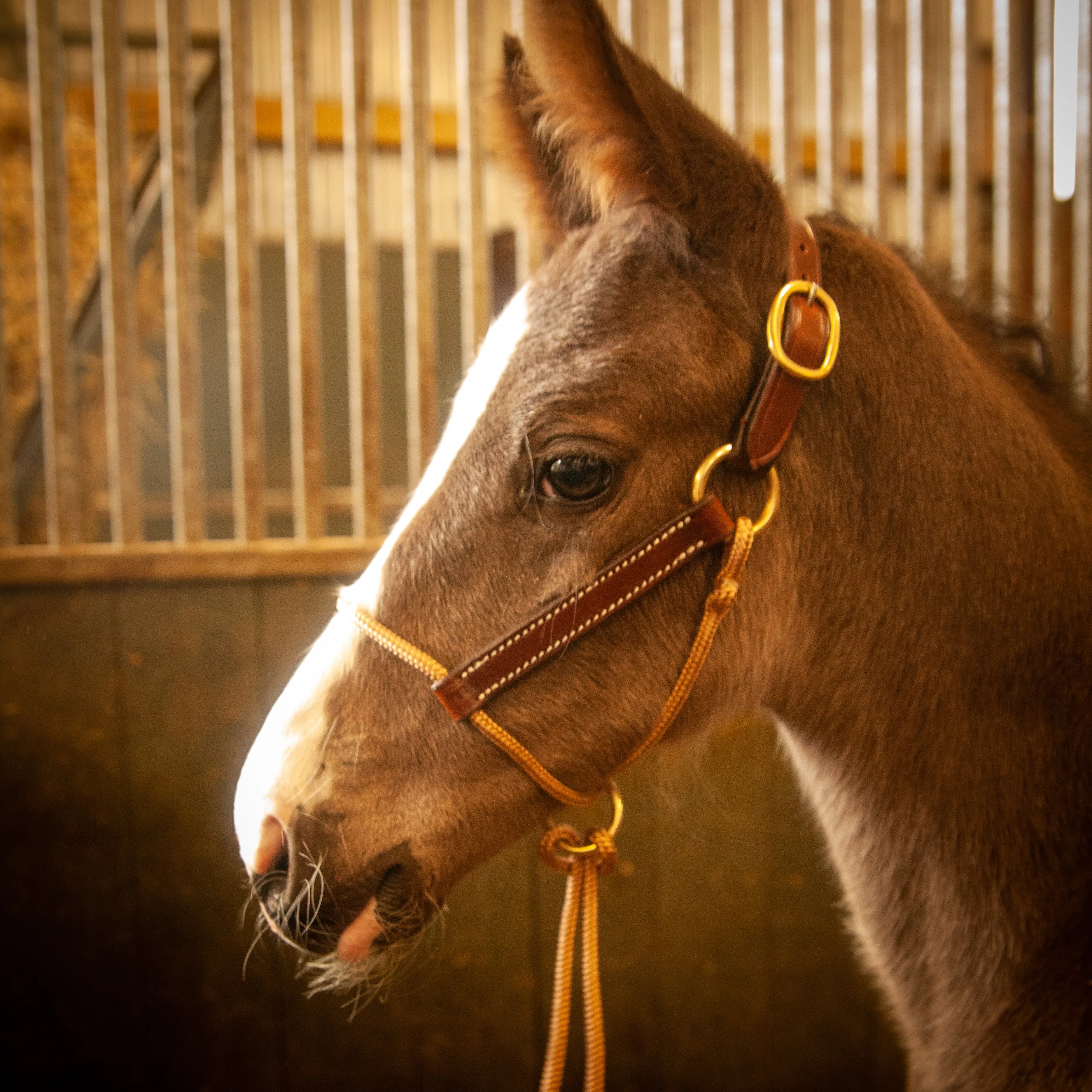 Foal HYBRID Halter