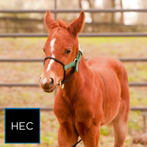 Foal HYBRID Halter