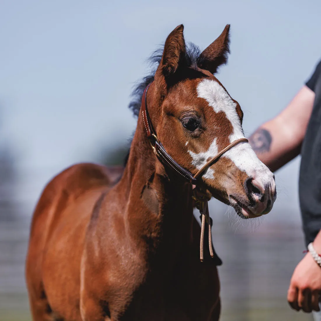 Foal HYBRID Halter