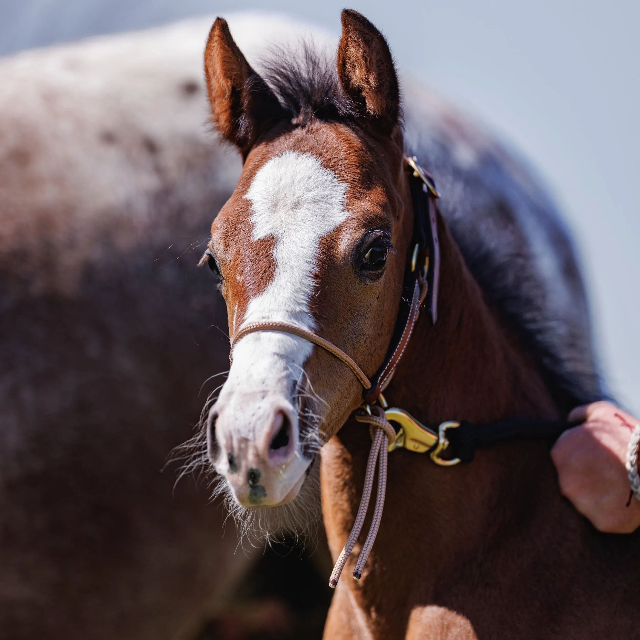 Foal HYBRID Halter