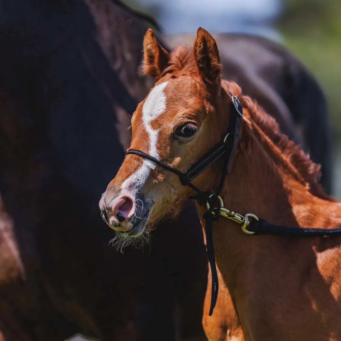 Foal HYBRID Halter