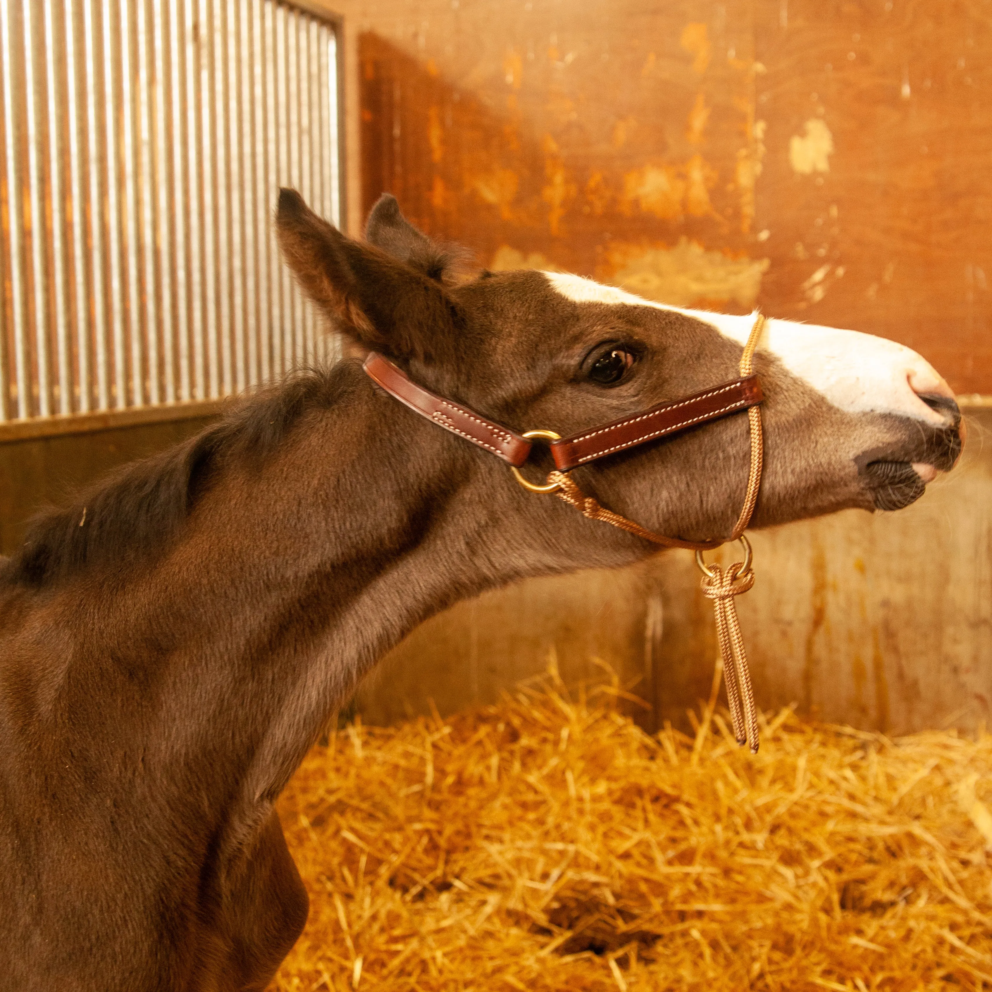 Foal HYBRID Halter