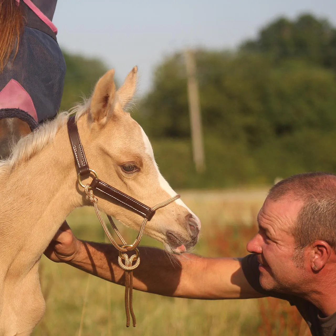 Foal HYBRID Halter