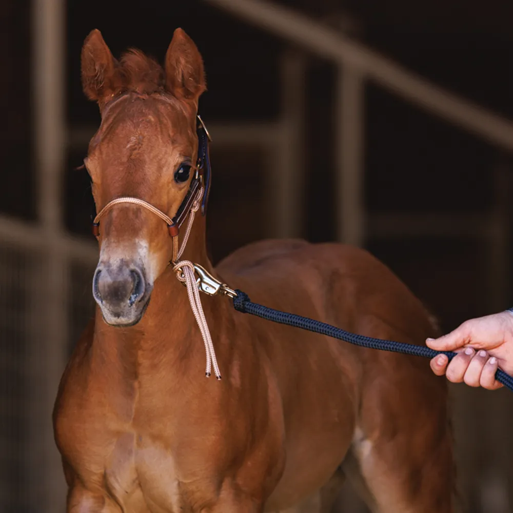 Foal HYBRID Halter