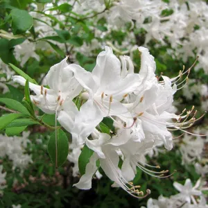 Hybrid Azalea - Rhododendron x 'Weston's Innocence'