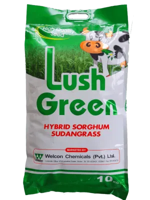 Hybrid Sorghum Sudan Grass-Lush Green