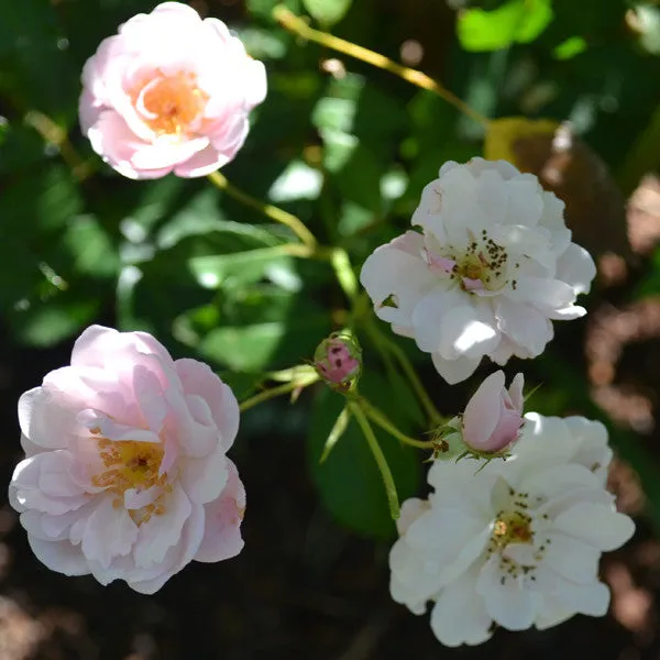 Marie Pavié Rose (Rosa Polyantha Hybrid)