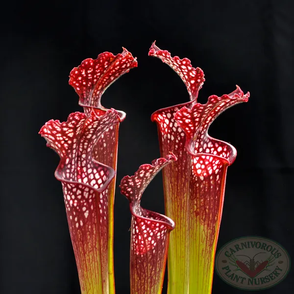 Sarracenia x farnhamii