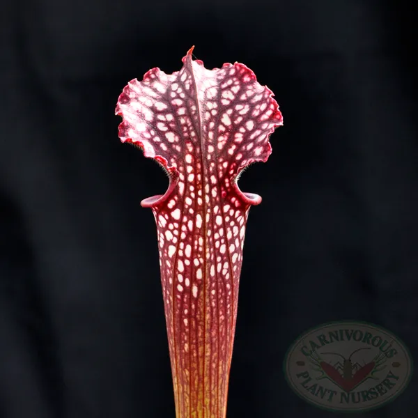 Sarracenia x farnhamii