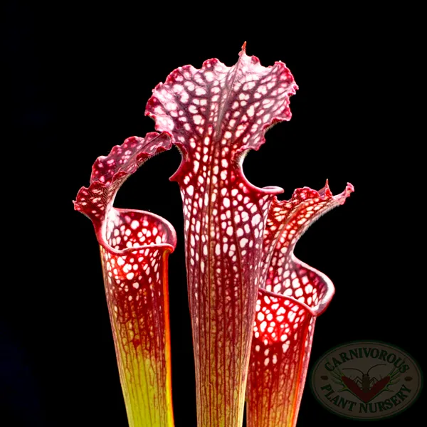 Sarracenia x farnhamii